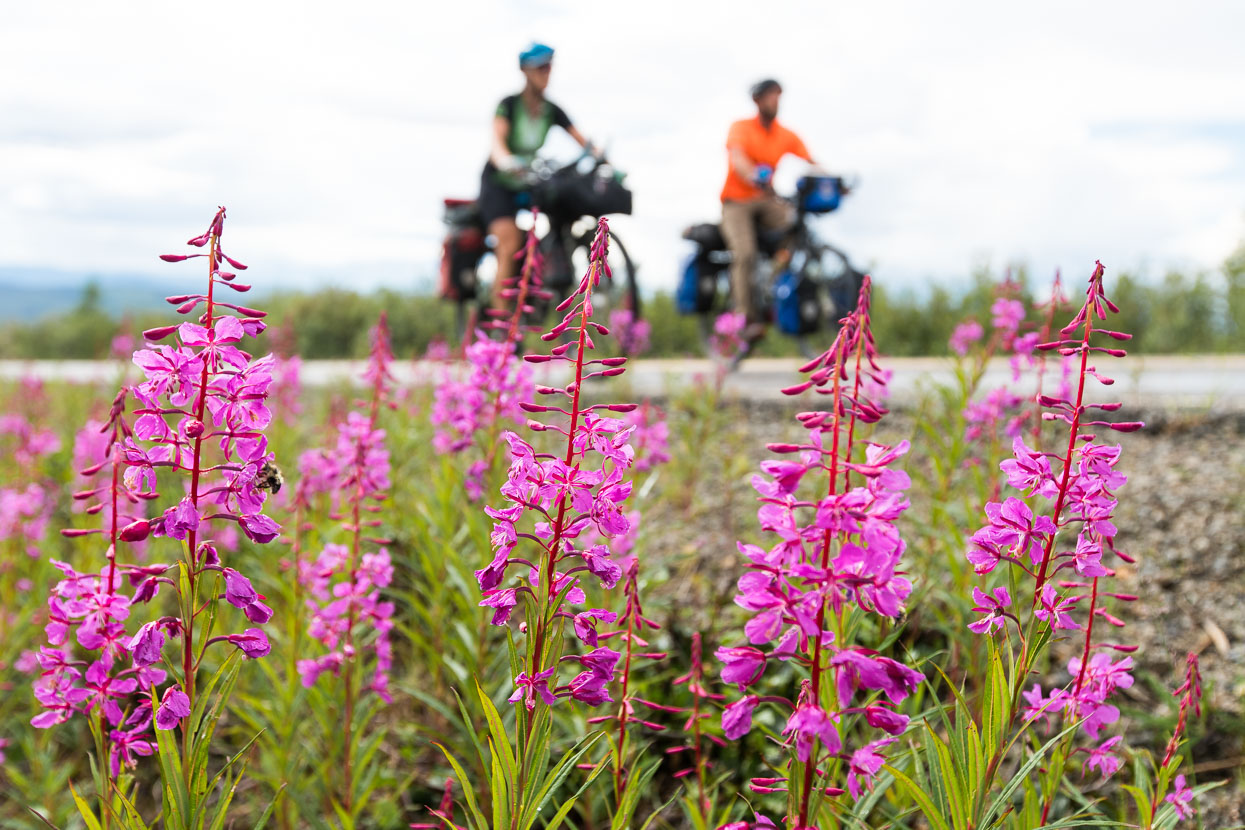 The highway's very quiet, with just the occasional RV. Vibrant fireweed lines the verges.