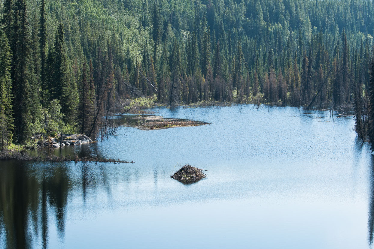 Beaver dam spied from the highway.