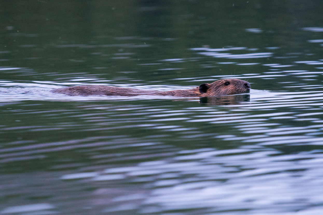 Complete with busy beavers.