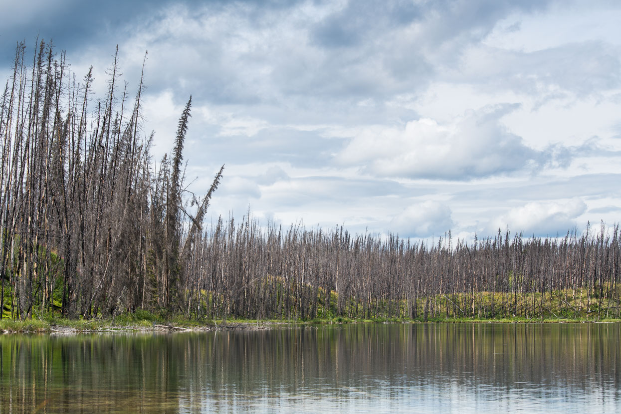 Once on the Stewart - Cassiar the road narrowed significantly and traffic became no more than occasional – about as good as sealed highway touring gets. The forest remained predominantly spruce, as it has done for most of our ride south from the Arctic Circle, but for much of the way to Boya Lake it was scorched by forest fires. If causes for such fires are natural, they are monitored (for public and infrastructure safety) rather than fought, as fires are integral to the natural cycle of these forests: seeds are released by heat, and the forest thins, preventing larger fires in the future.