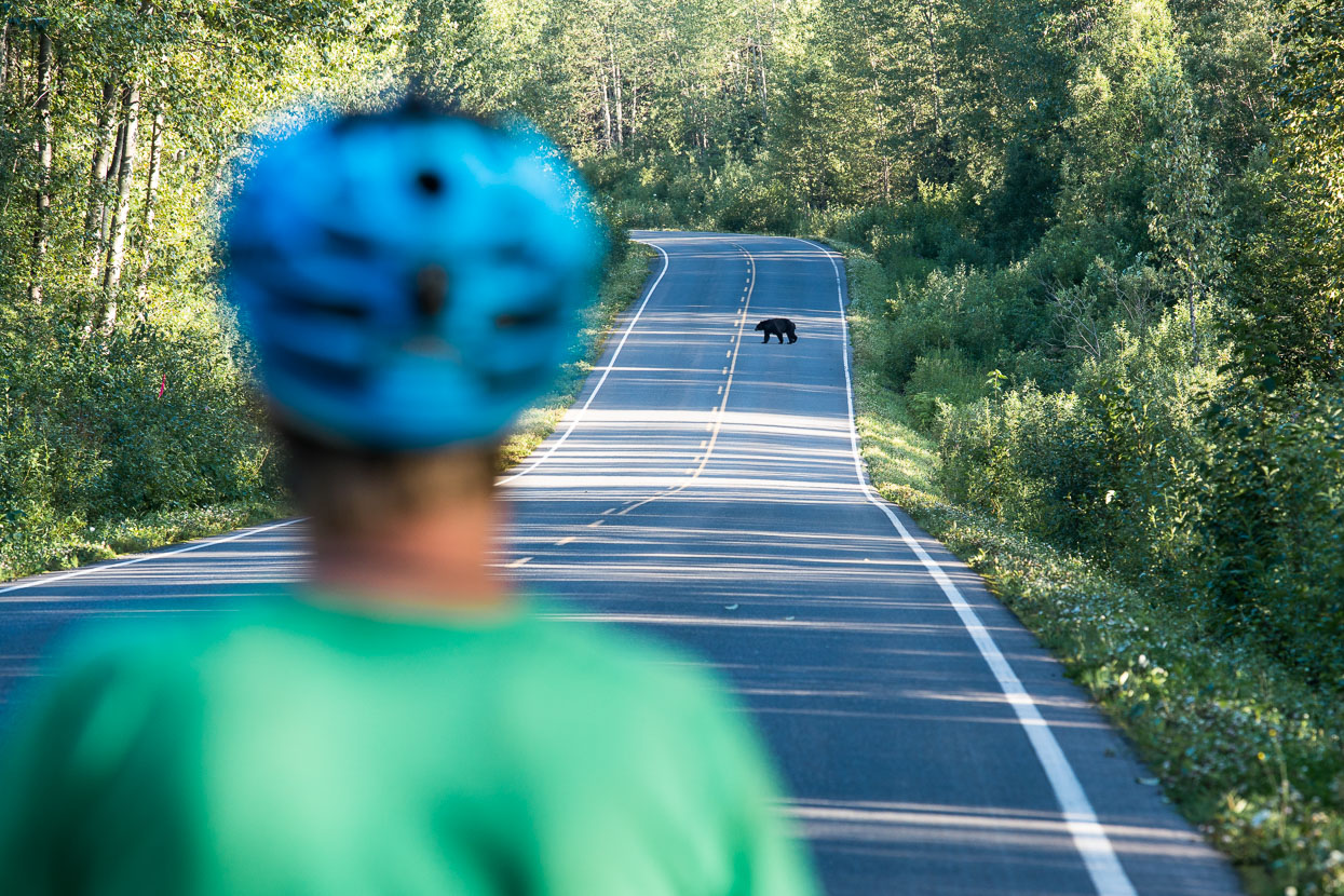 It's along this section of highway that we started to have regular bear sightings. We'd seen a mother and cub back on the Alaska Highway, but that had been our sole encounter until the Stewart Cassiar, the southern section of which has a repuation for bears. We spotted one grizzly (I'd nearly ridden to close while scoping for a camp spot in a rest area), and then began to see black bears fairly often - totalling about 10 by the time we completed this section. This partcular bear was persistent and unafraid of us, or vehicles and we had to wait some time for a chance to pass, hiding behind a truck, while the bear lingered on the road verge.