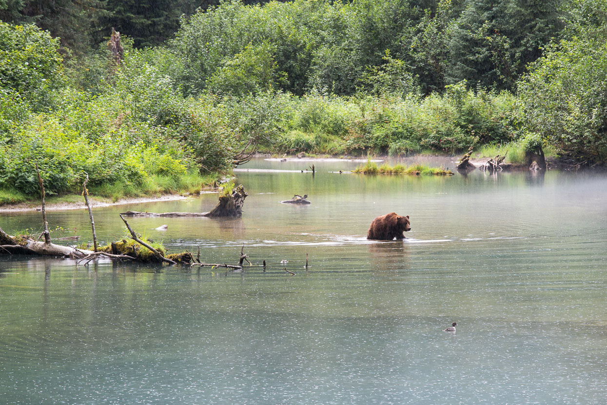 In this part of the world it's salmon spawning season. Mature fish head upstream from the ocean to the shallows of Fish Creek to spawn and then die. Many of them also become bear food. This particular site is a US Forest Service observation site, where the public can watch grizzlies and black bears fish catch and eat salmon. Bear activity is closely monitored and charted through the season. We visited twice in the evenings and got lucky the second visit. Watching this grizzly bear saunter casually through this pond in the drizzle, and then swim as the water deepened was a truly primal sight.