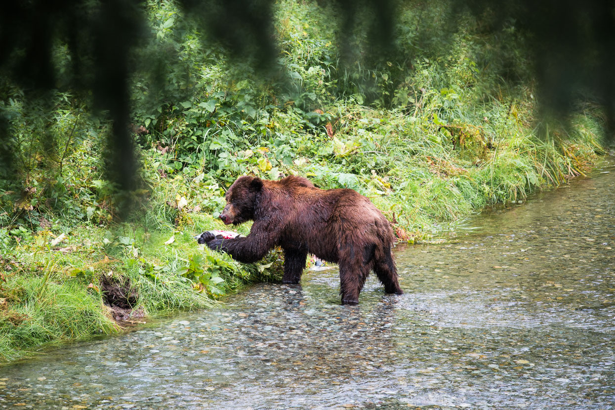 The large grizzly (a regular visitor) then entered the creek and began fishing. Panicked salmon churned the watern into a splashing froth but somehow not all could escape the massive claws and fast swipe of this beast.