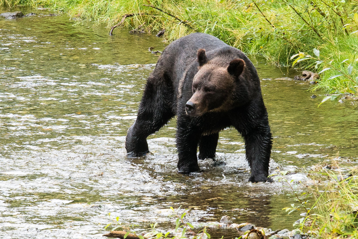 A second bear soon entered the creek.