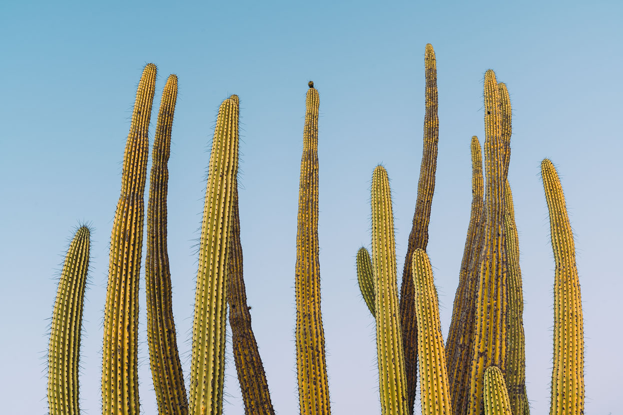 Baja Divide: Canyons &#038; Capes, Highlux Photography