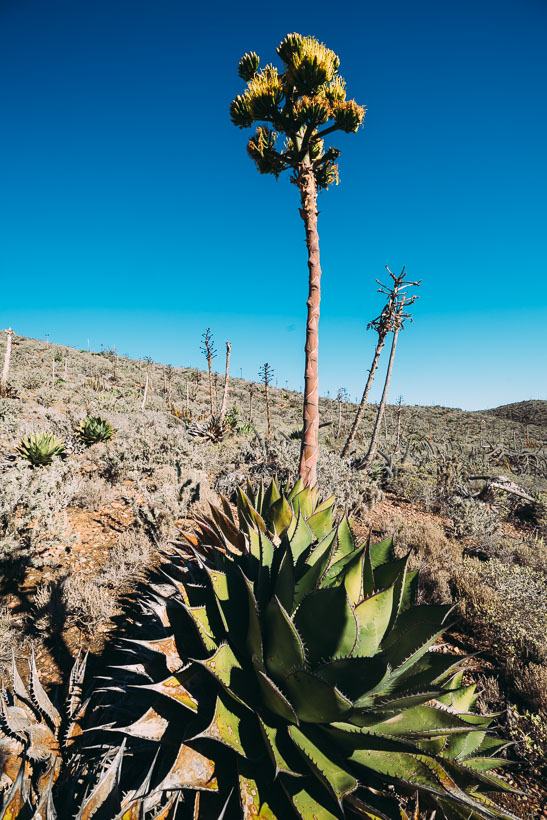 Baja Divide: Coast to Coast, Highlux Photography