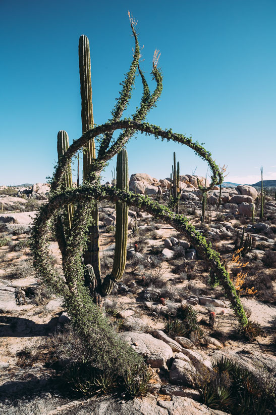 Baja Divide: Coast to Coast, Highlux Photography