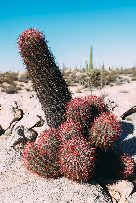 Baja Divide: Coast to Coast, Highlux Photography