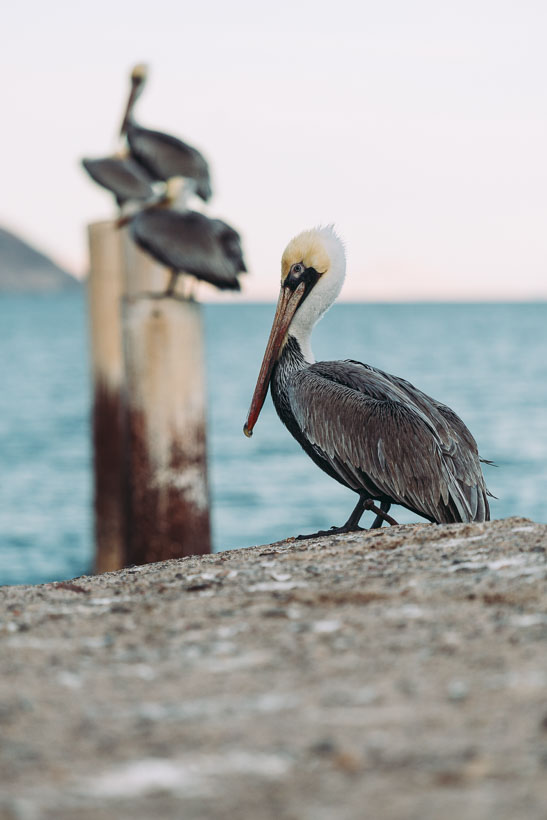 Baja Divide: Coast to Coast, Highlux Photography