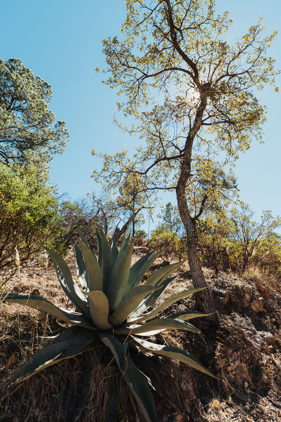 Mexico: Durango – Zacatecas, Highlux Photography