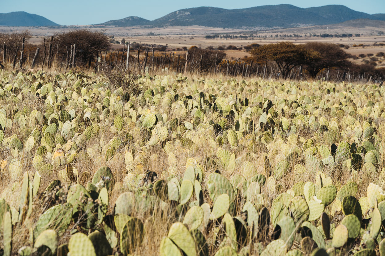 Mexico: Durango – Zacatecas, Highlux Photography