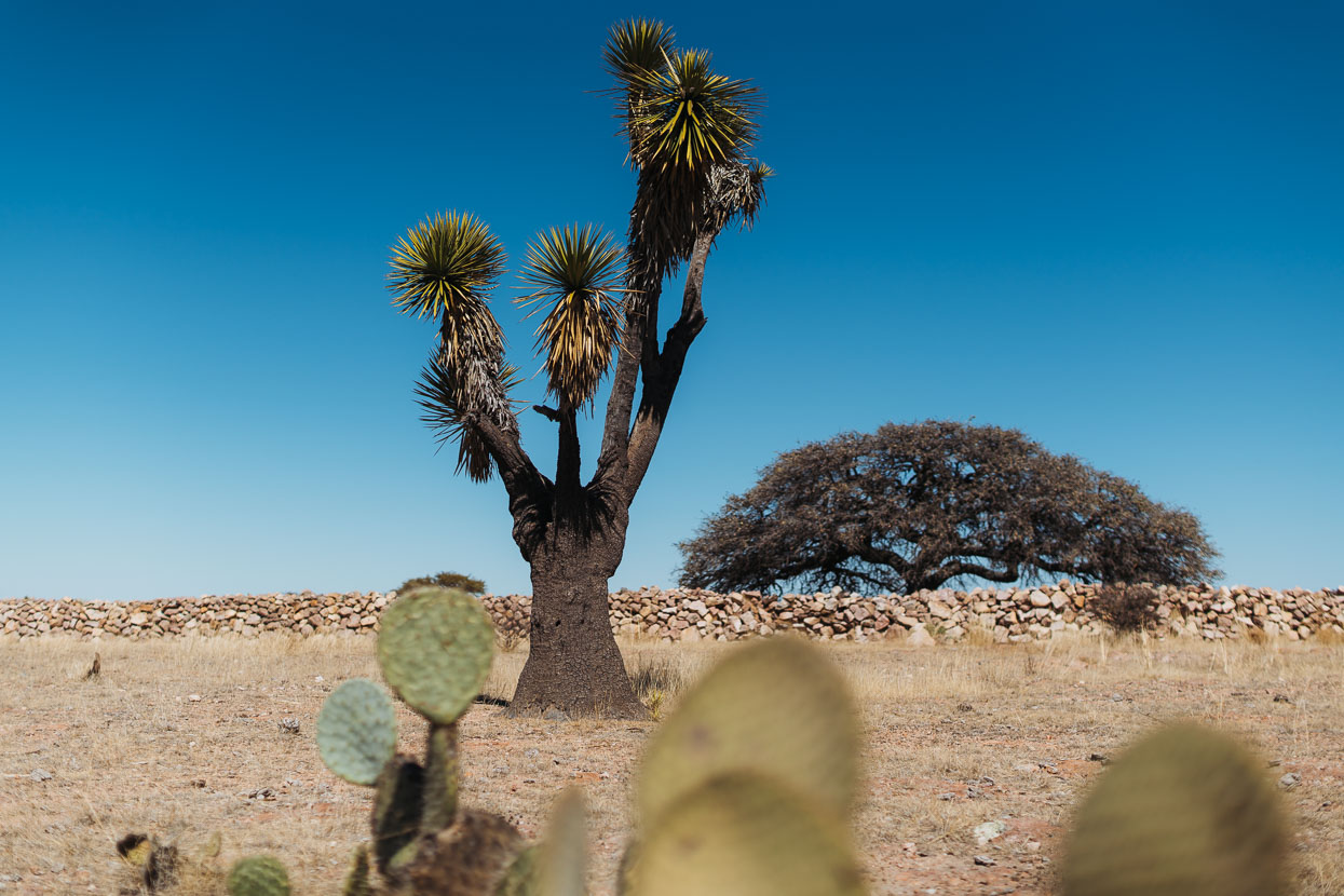 Mexico: Durango – Zacatecas, Highlux Photography