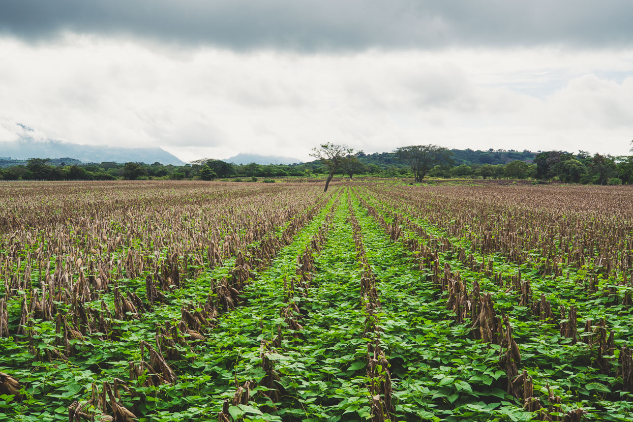 Antigua – Copan, Honduras, Highlux Photography