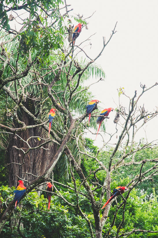 Antigua – Copan, Honduras, Highlux Photography