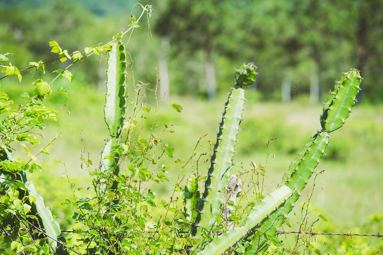 Honduras: Copan – La Ceiba, Highlux Photography