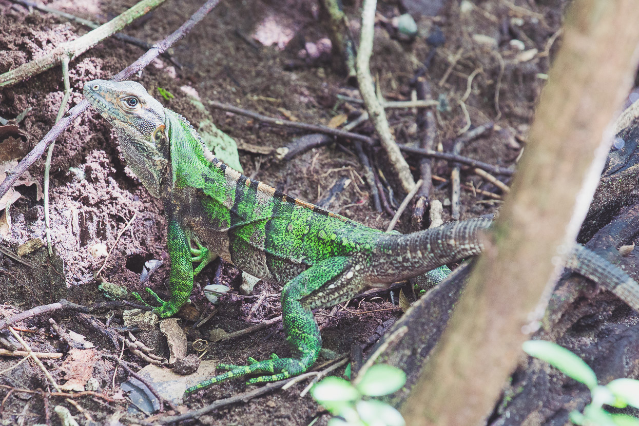 Costa Rica: The Nicoya Peninsula, Highlux Photography