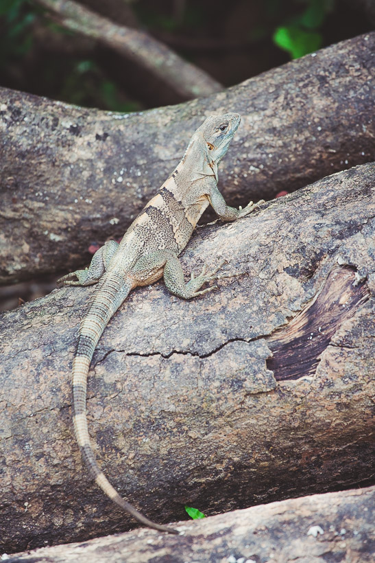 Costa Rica: The Nicoya Peninsula, Highlux Photography