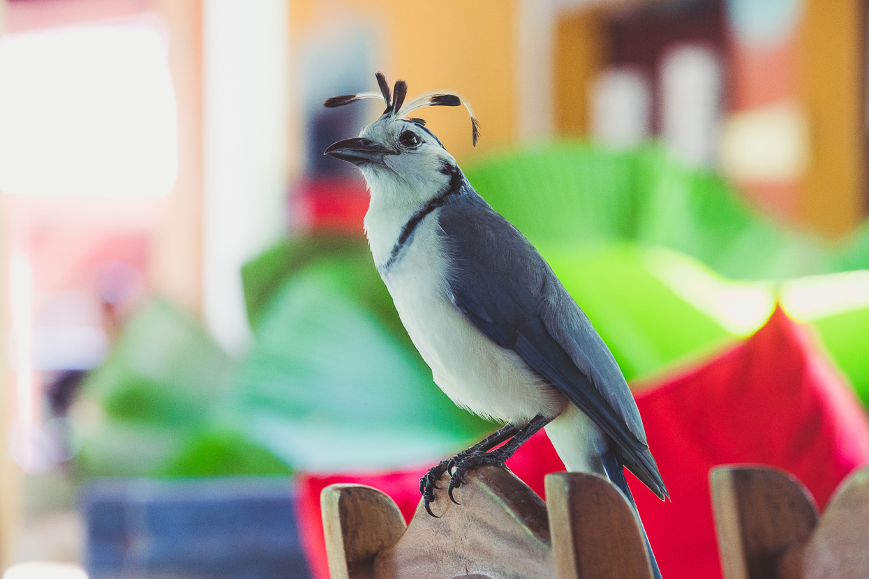 Costa Rica: The Nicoya Peninsula, Highlux Photography