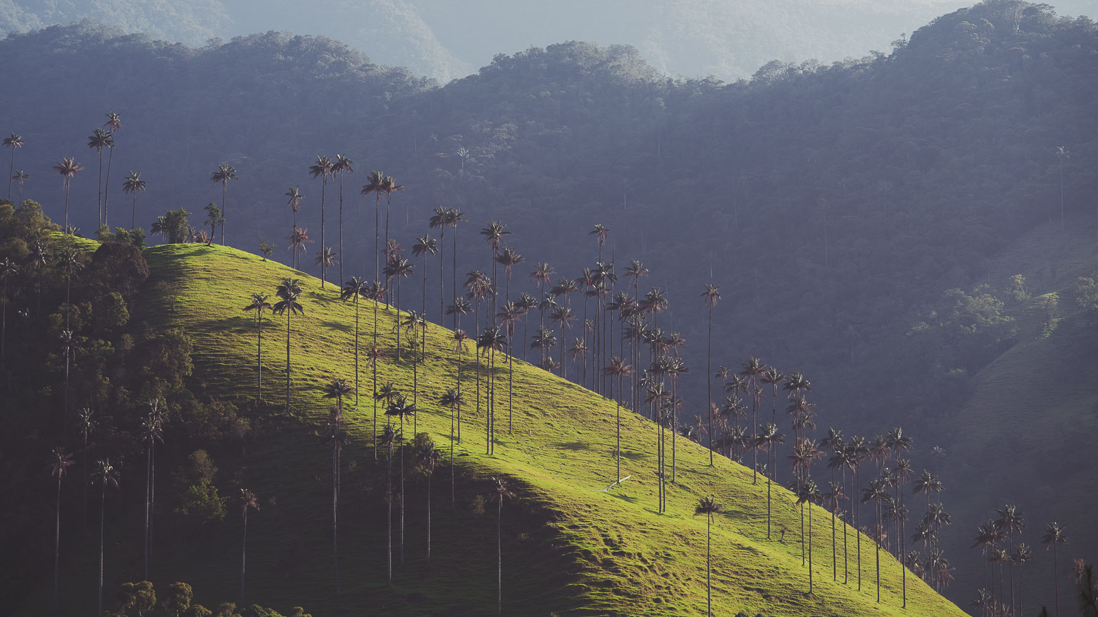 Colombia: Salento & Valle de Cocora – Bogotá