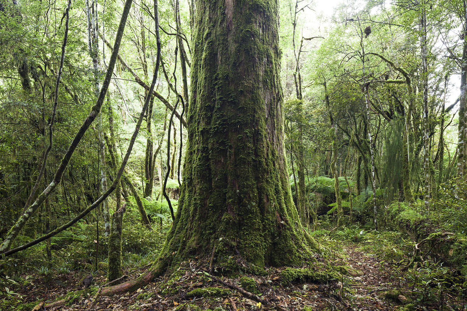 New Zealand Forest