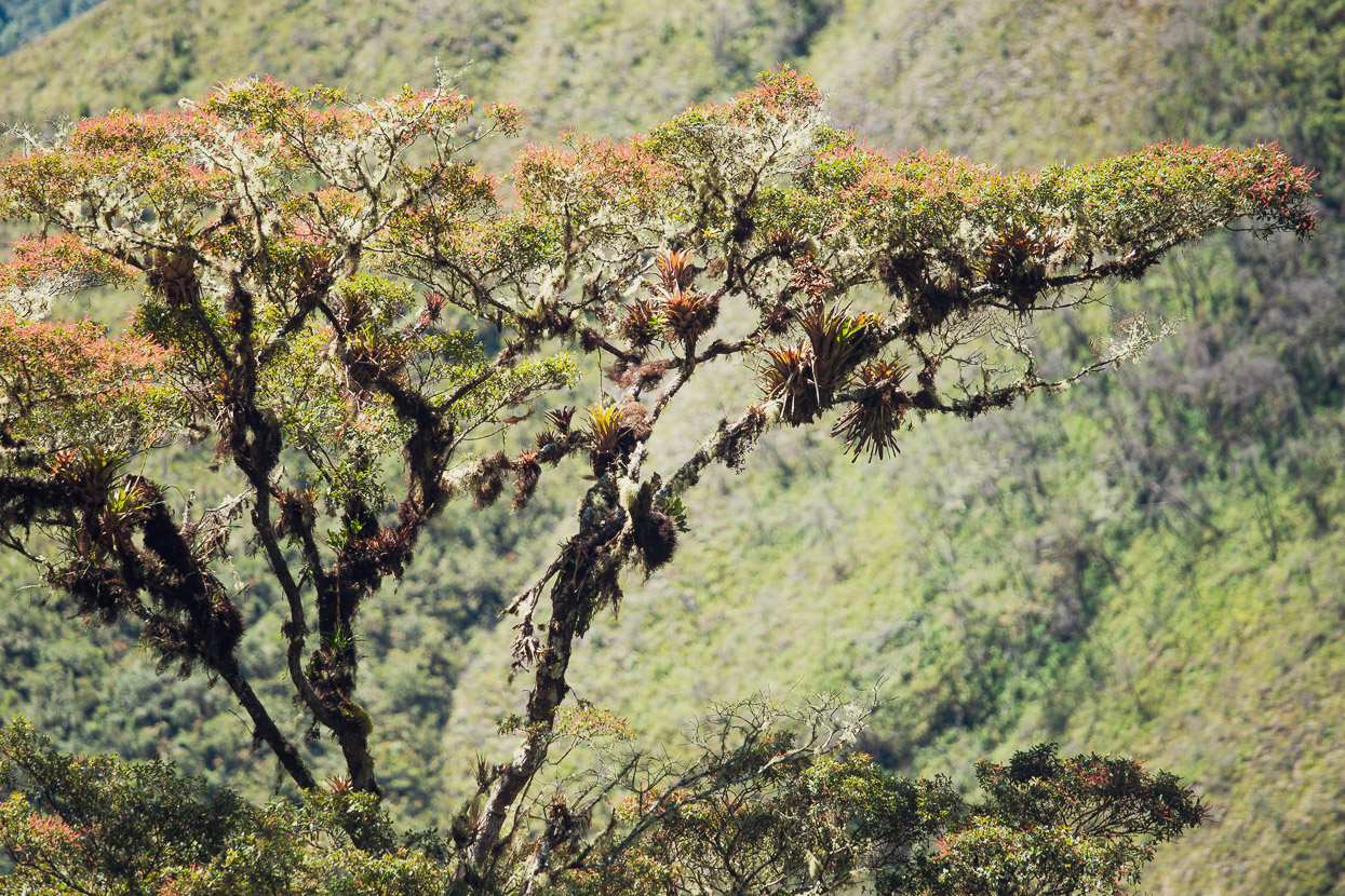 Perú: The Madre de Dios Jungle, Highlux Photography