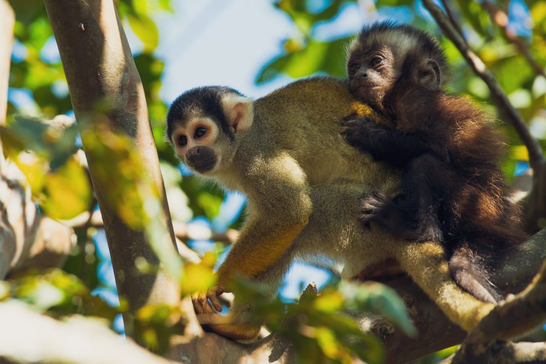 Perú: The Madre de Dios Jungle, Highlux Photography