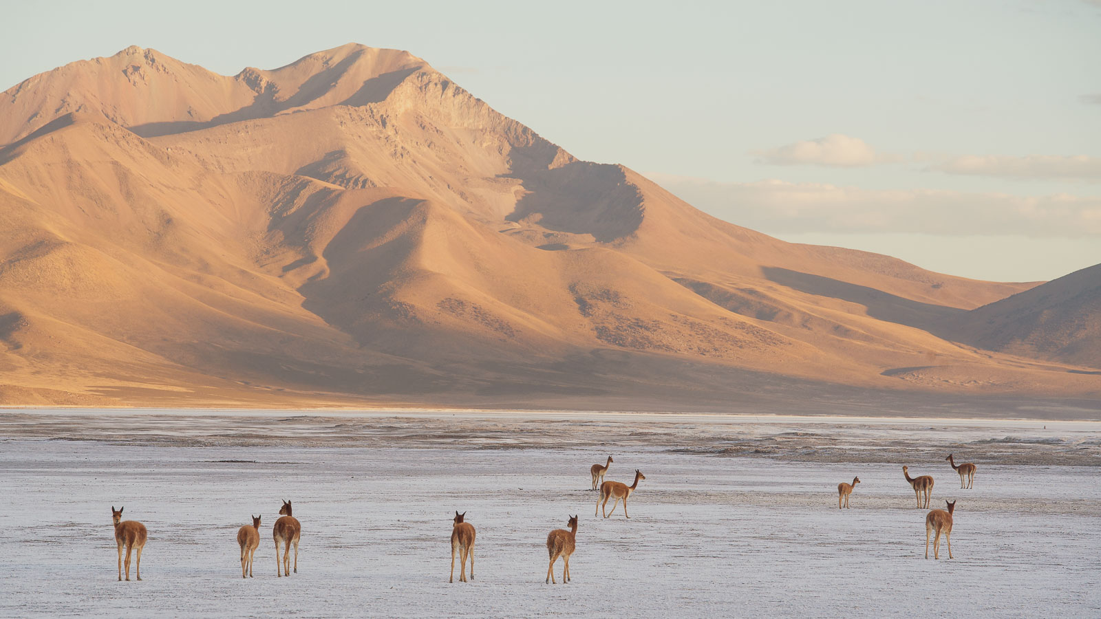 Chile: Putre – Pisiga Bolívar via the Ruta de las Vicuñas