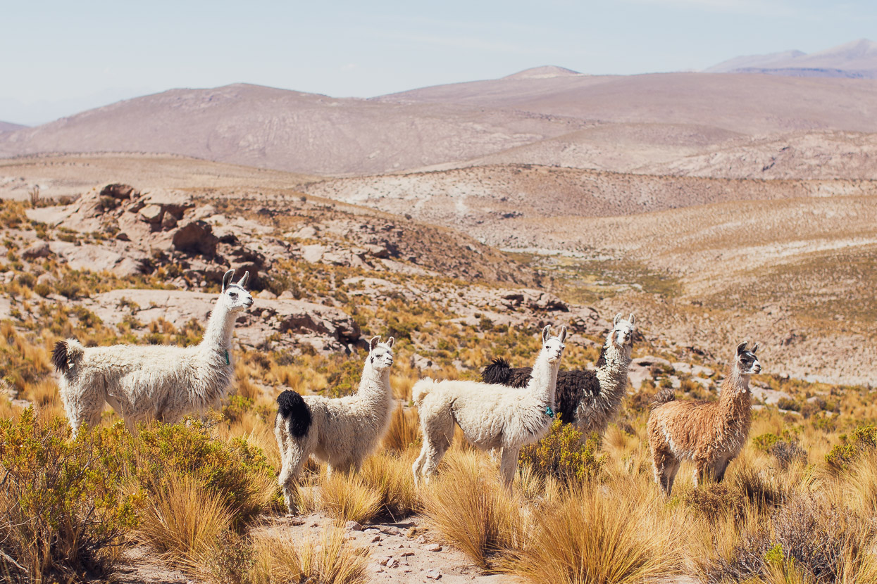 Chile: Putre – Pisiga Bolívar via the Ruta de las Vicuñas, Highlux Photography