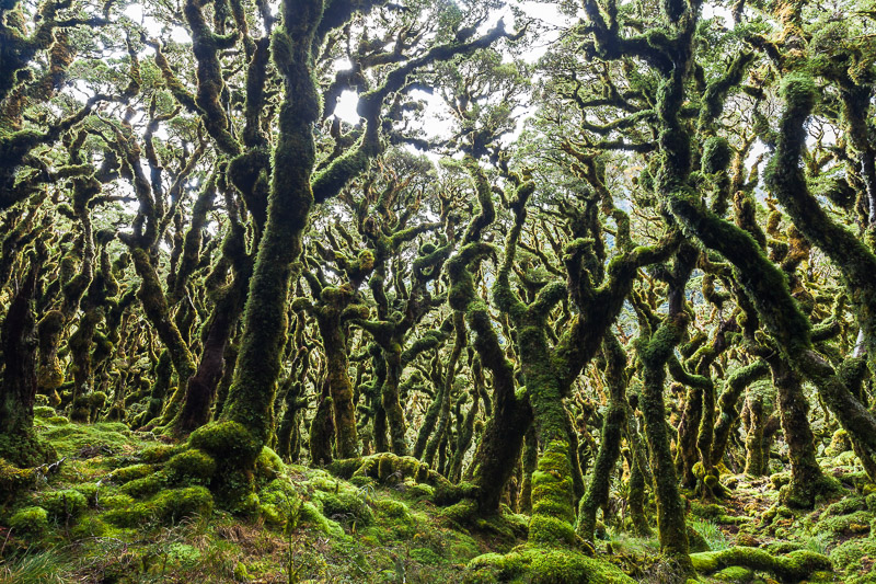 Stunted montane beech forest. Tararua Forest Park, Main Range