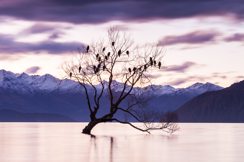 Winter willow tree, Lake Wanaka