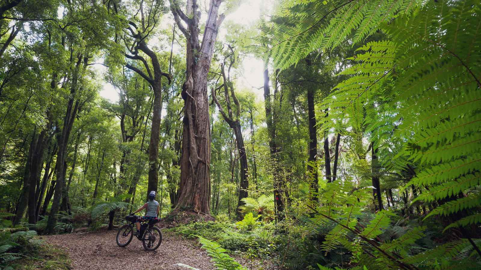 New Zealand: Bikepacking the Motu/Pakihi & Moerangi Tracks