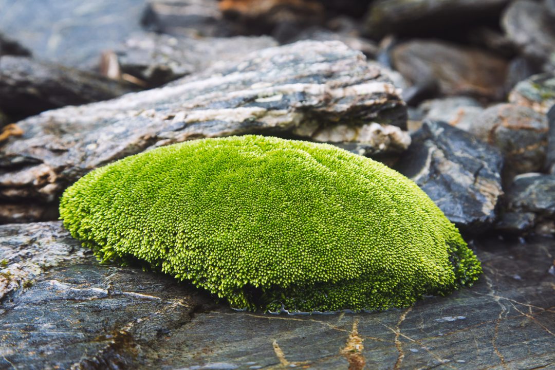 Tramping in the Toaroha, Mungo &#038; Kokatahi Catchments, West Coast, Highlux Photography